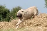 BOUVIER DES ARDENNES 009